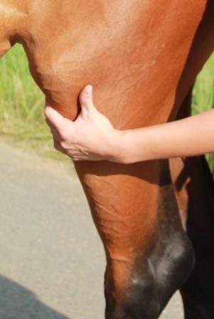 Vet-Check horse / clinical exam: joint palpaption