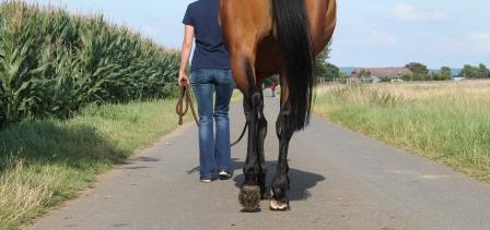 Vet-Check horse / clinical exam: walk from behind